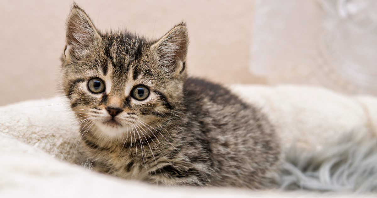 Bringing Home a New Kitten - Learning Center