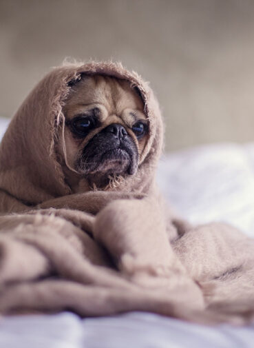 Pet Care 101, Pet Care Basics - Learning Center