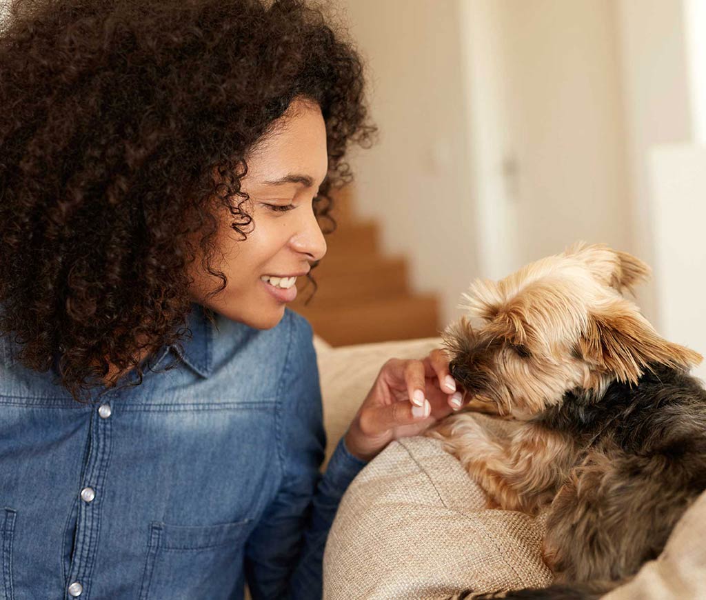 Prepare your pet for surgery - Learning Center