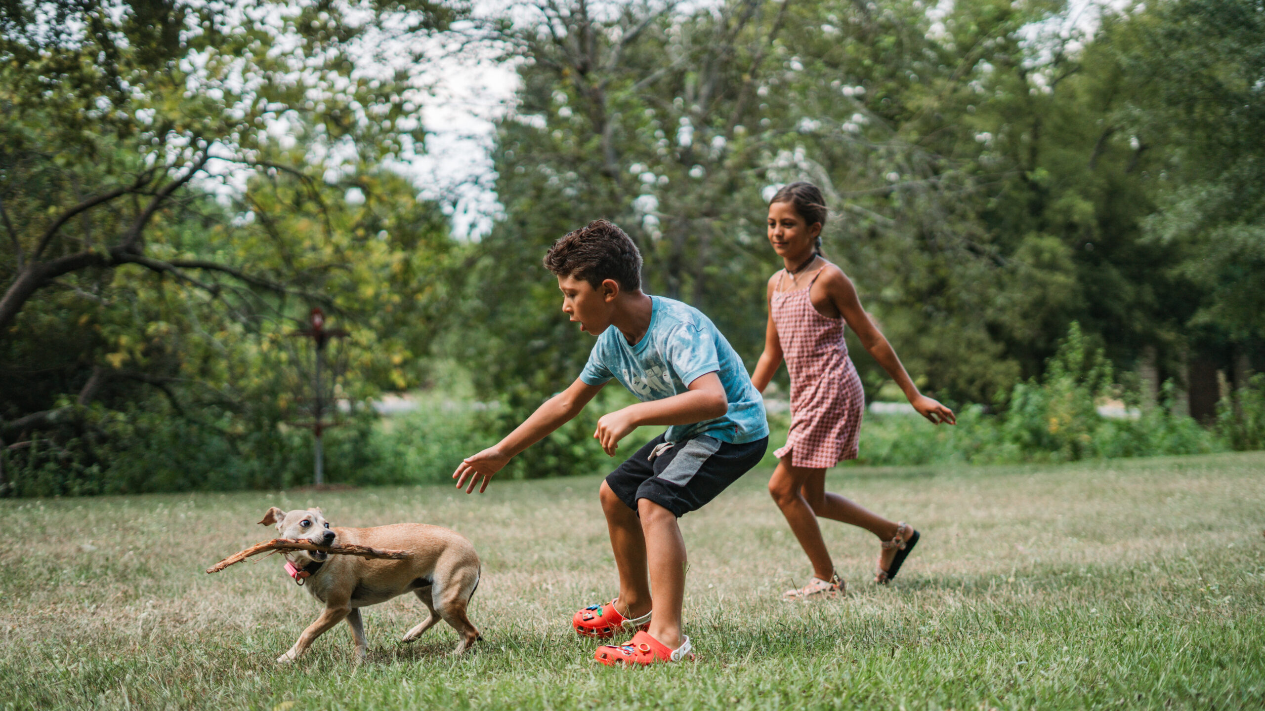 Pet Nutrition - Uptown Veterinary Clinic