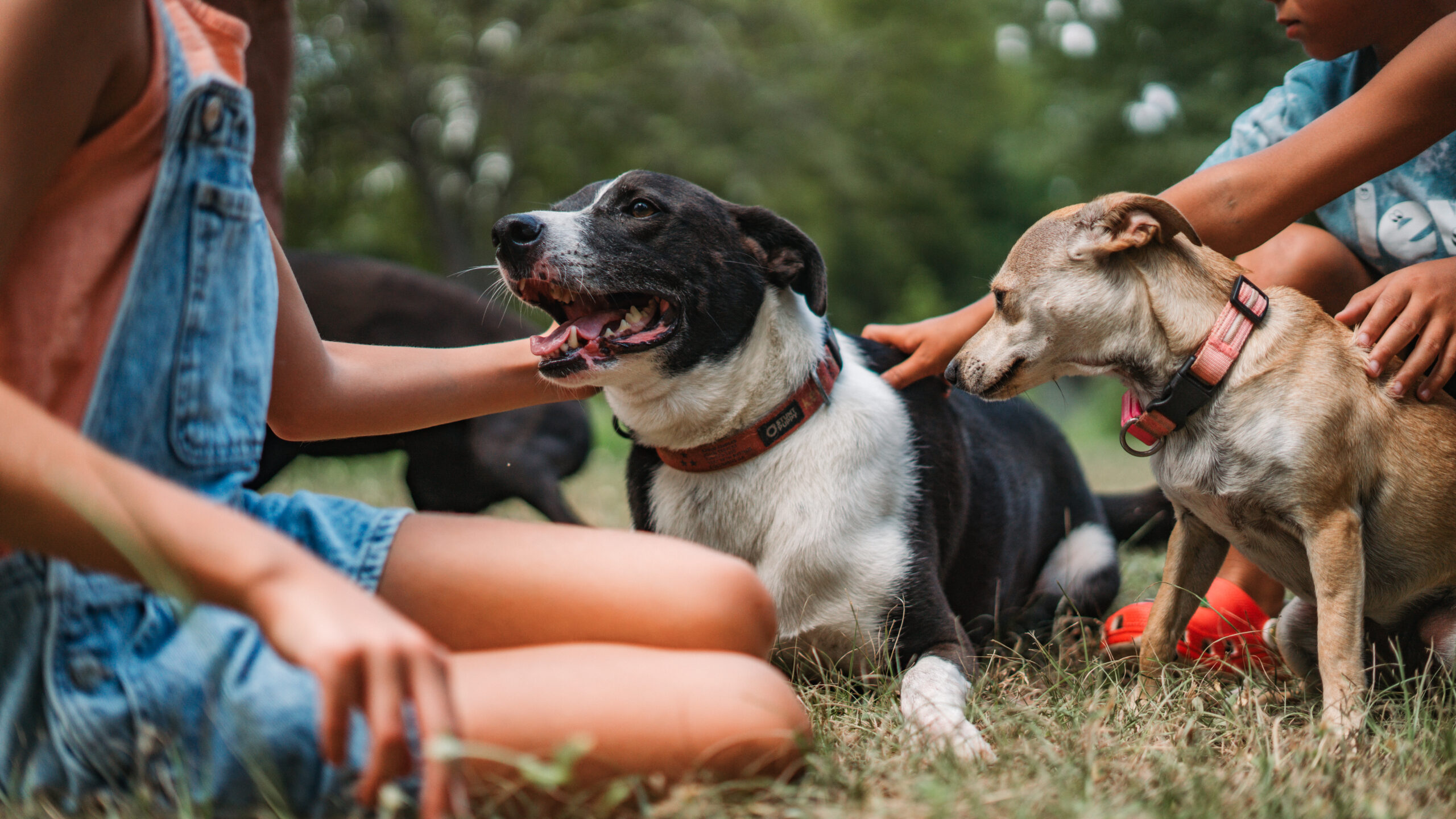 Spay and neuter - Uptown Veterinary Clinic