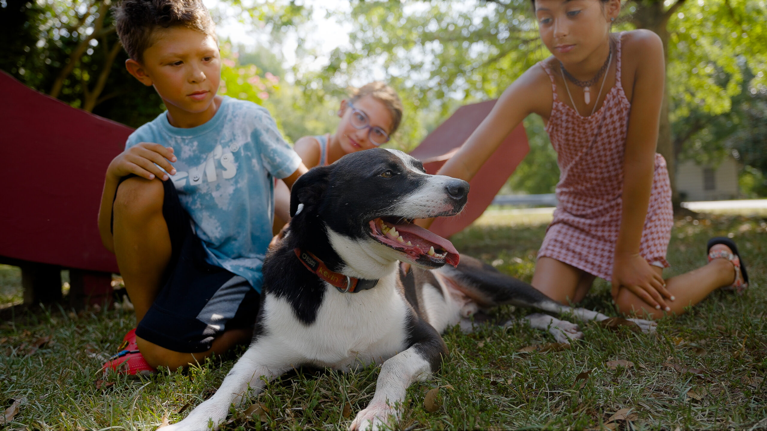 Pet Surgery in Columbus, GA - Uptown Veterinary Clinic