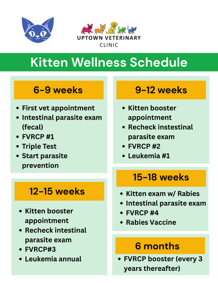 Kitten Vaccine Schedule