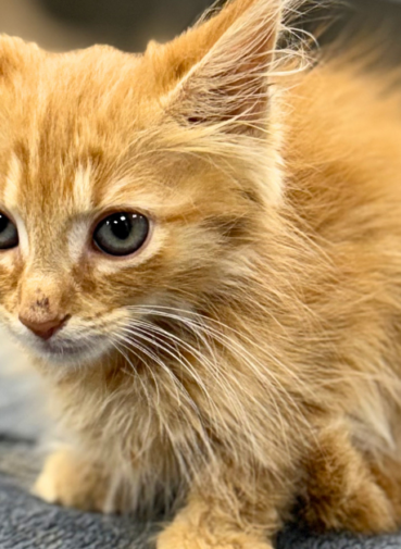 Bringing Home a New Kitten