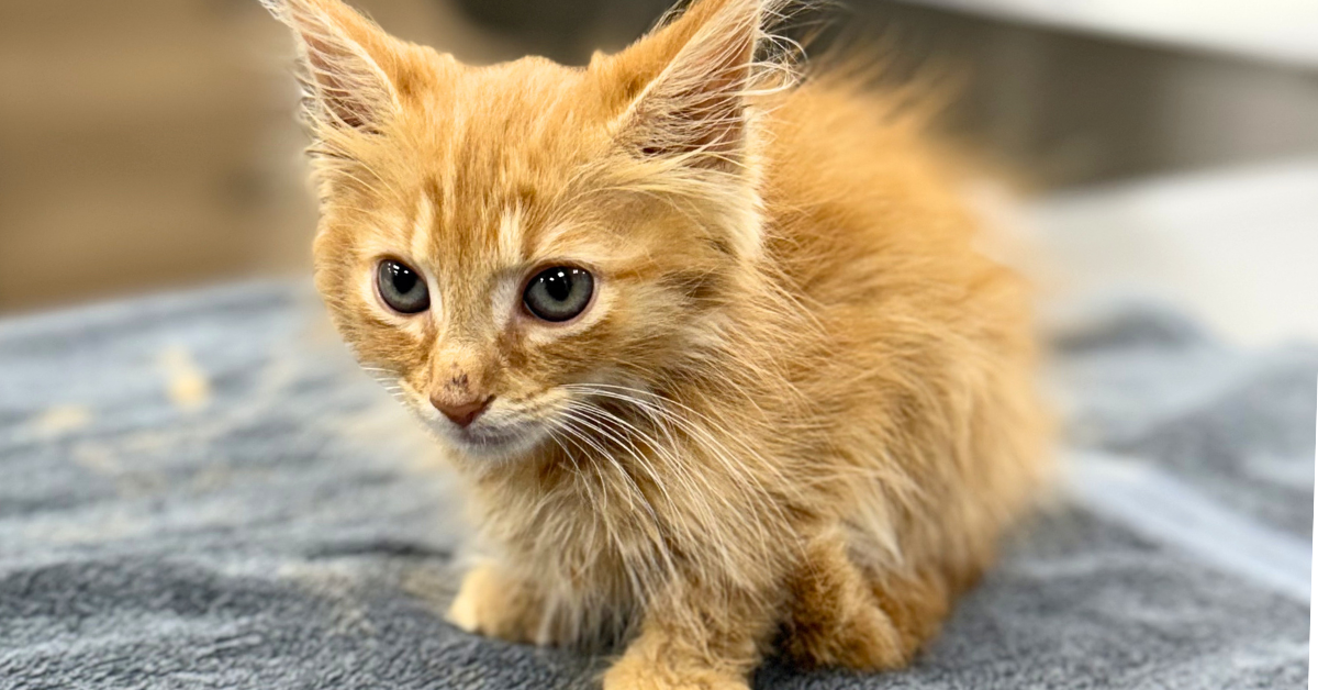 Bringing Home a New Kitten