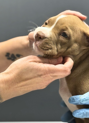 How to Prepare for a New Puppy