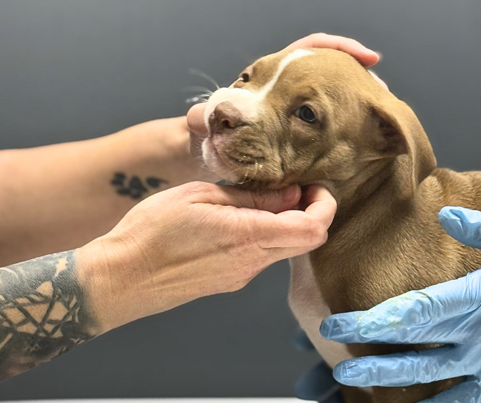 How to Prepare for a New Puppy