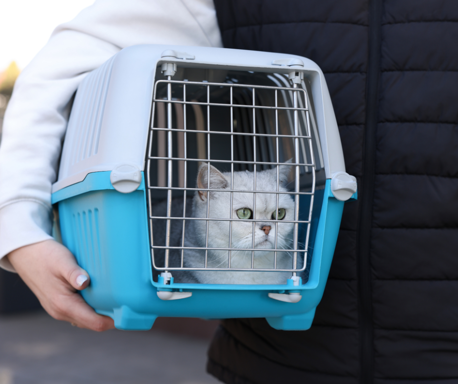 How to Travel with your Pet