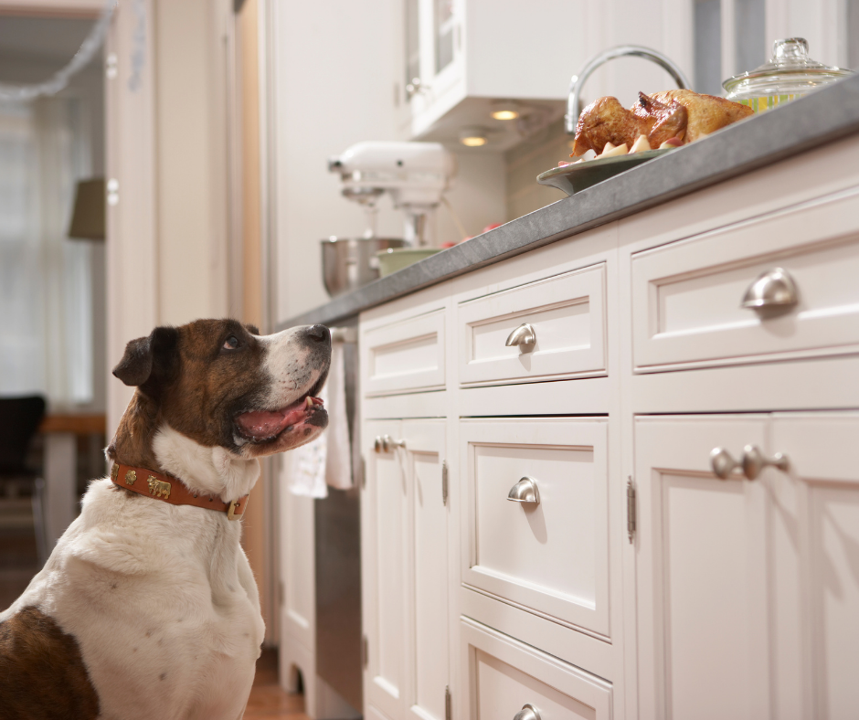 Holiday Foods and Toxins to Keep Away from Your Pet