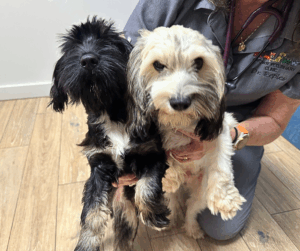 Why Microchipping is more than a good idea