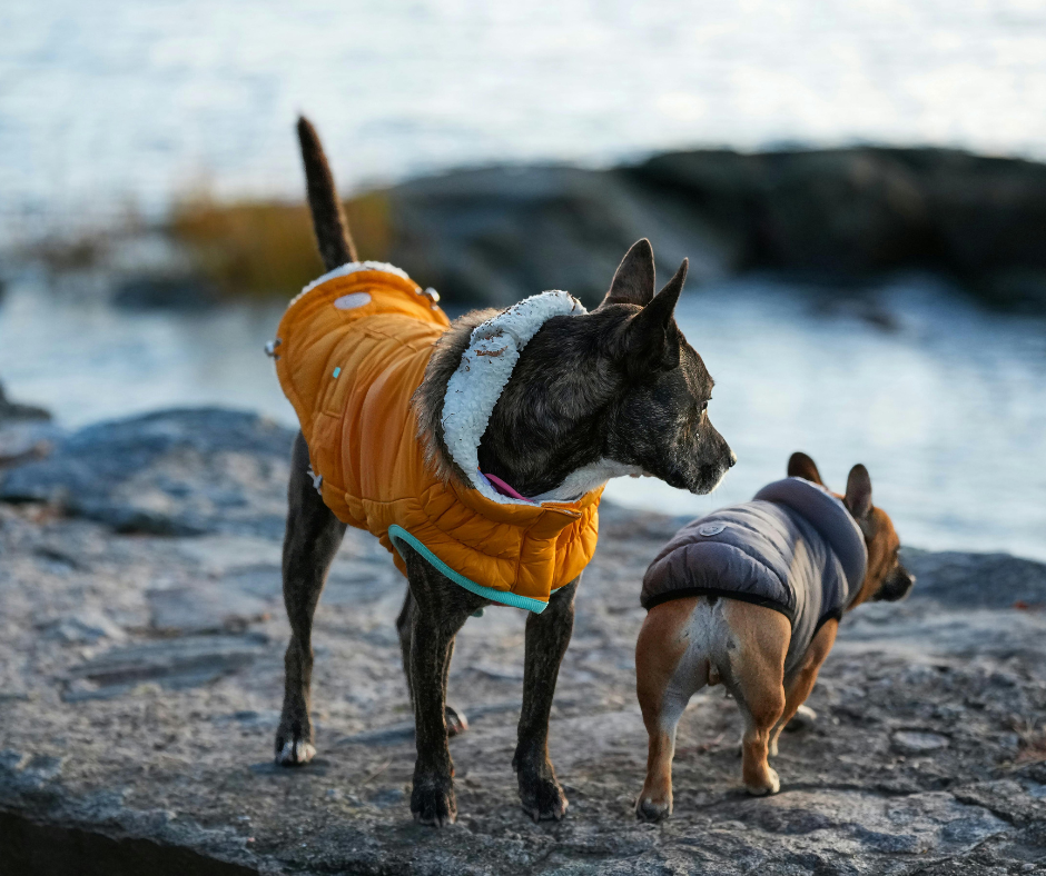 Protect Your Pet in Cold Weather