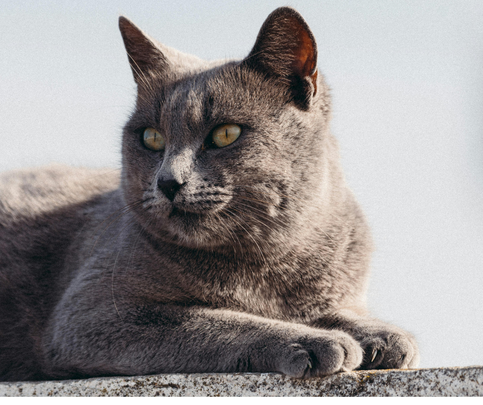 Protect your pet from cold weather