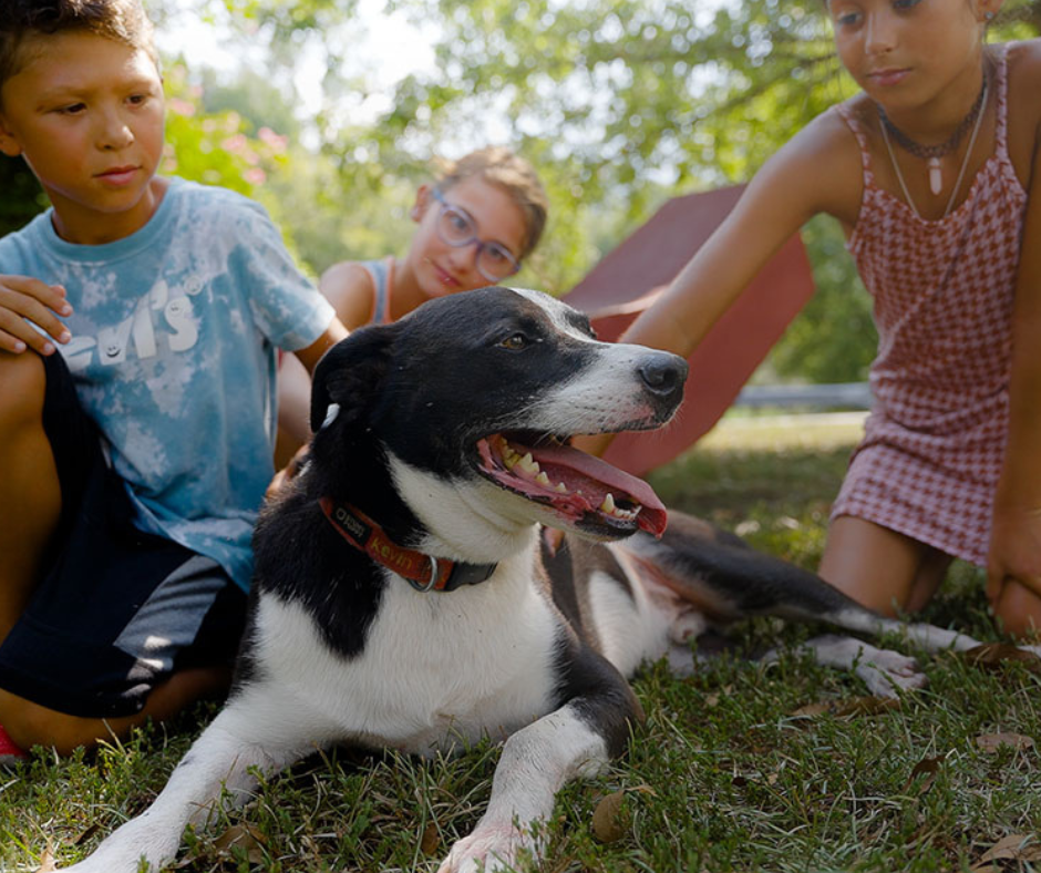 How Our Pets Help Us Stress Less