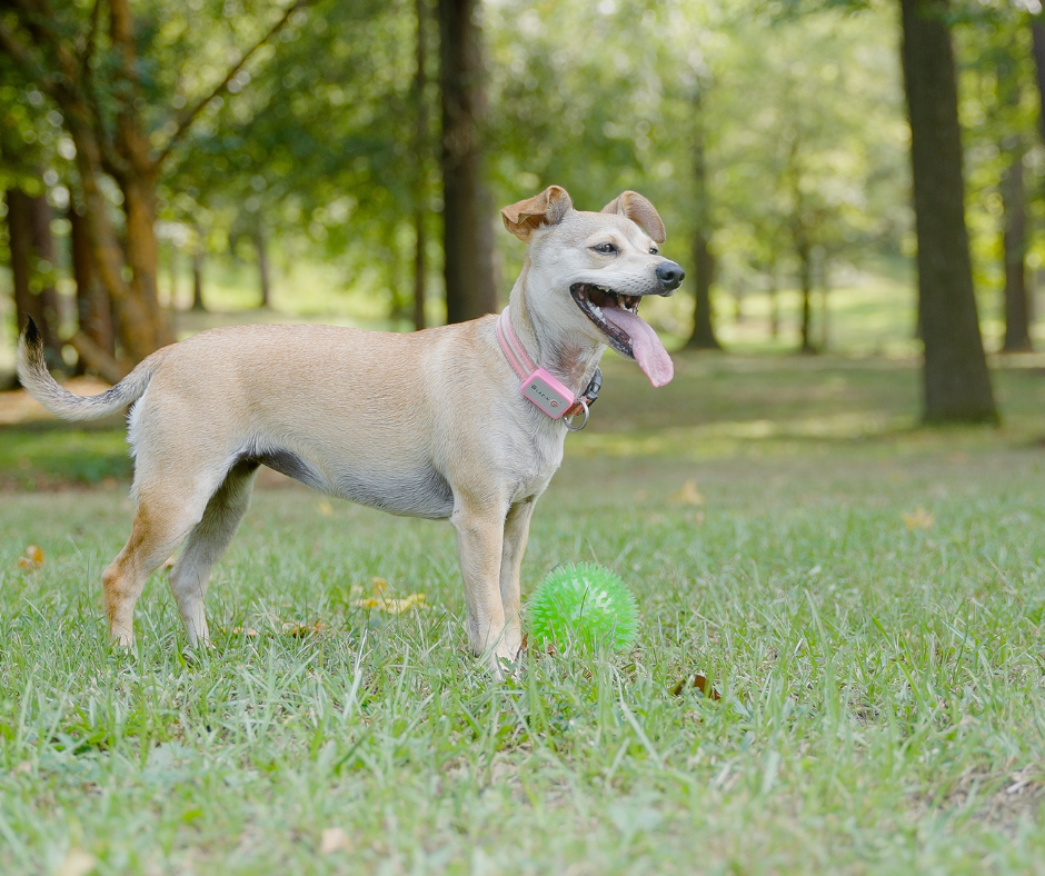 How to Spot Signs of Pet Allergies