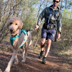 Hiking with Your Dog: Tips for a Safe Adventure