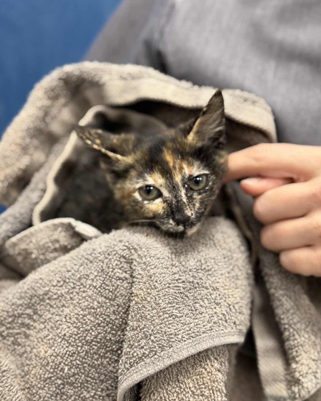 Bringing home a new kitten