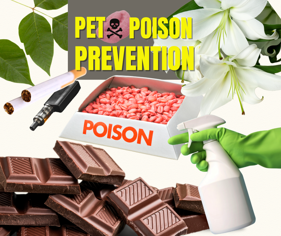Pet Poison Prevention