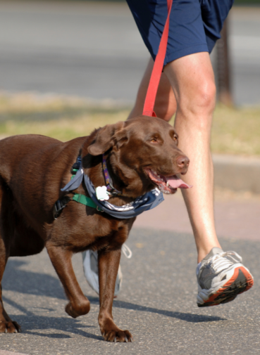 Benefits of Walking Your Dog