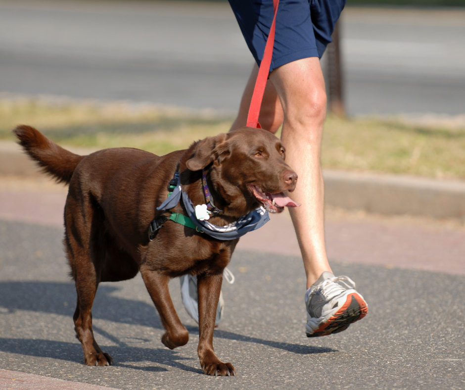 Benefits of Walking Your Dog
