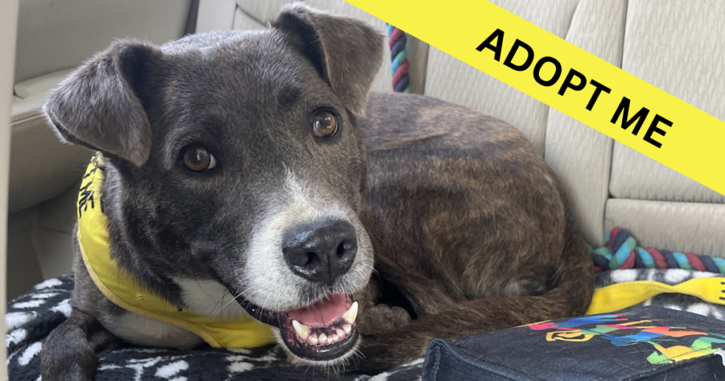Adopt a pet