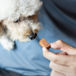 Heartworm Prevention: What Pet Owners Need to Know