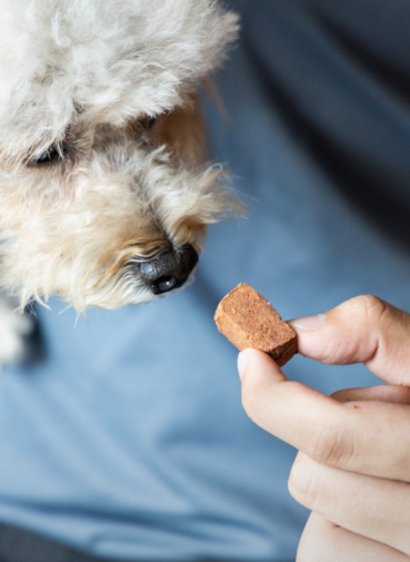 Heartworm Prevention