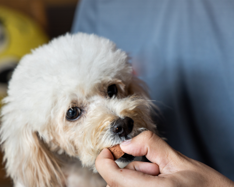 Heartworm Prevention