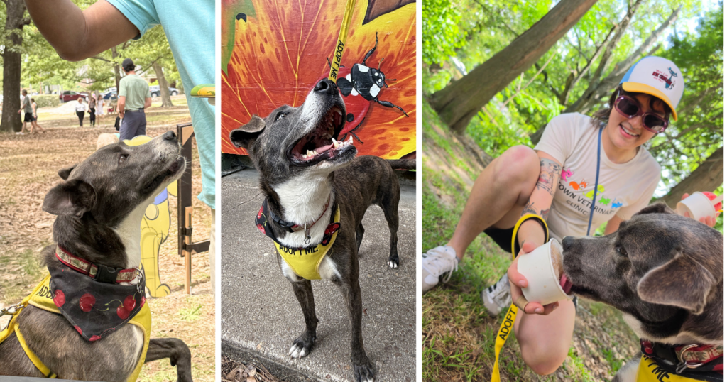 Parfait is available for adoption through PAWS.