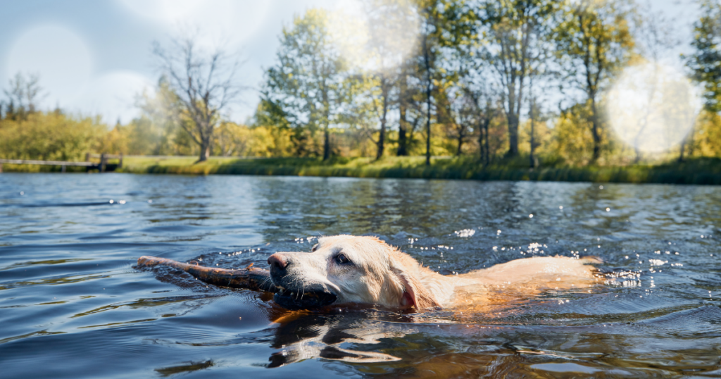 Protect your pet from Heat Stroke