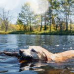 Beat the Heat: Protect Your Pet from Heat Stroke