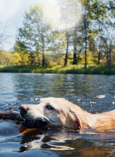Protect your pet from Heat Stroke