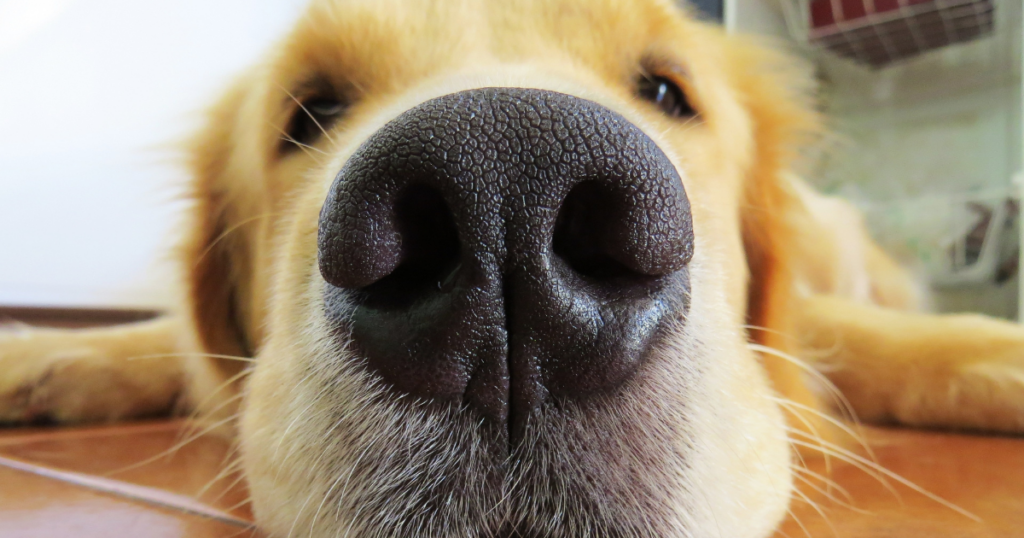 Chronic Bronchitis in dogs