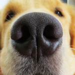 Wheezes, Sneezes, and Hacks: Understanding Your Pet’s Cough