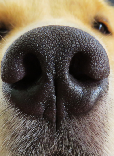 Chronic Bronchitis in dogs