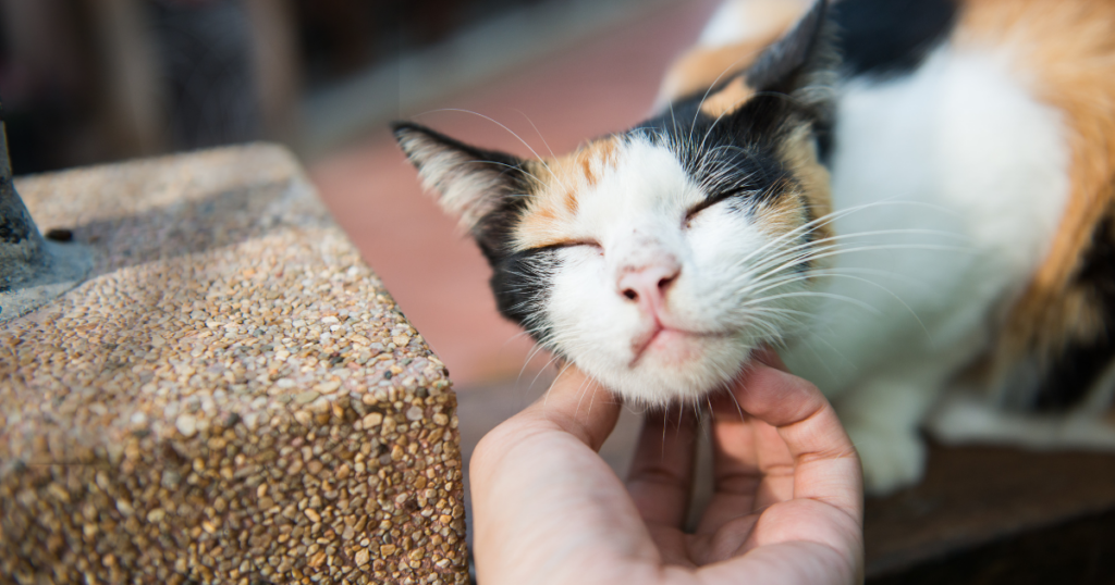 Adopt a cat month