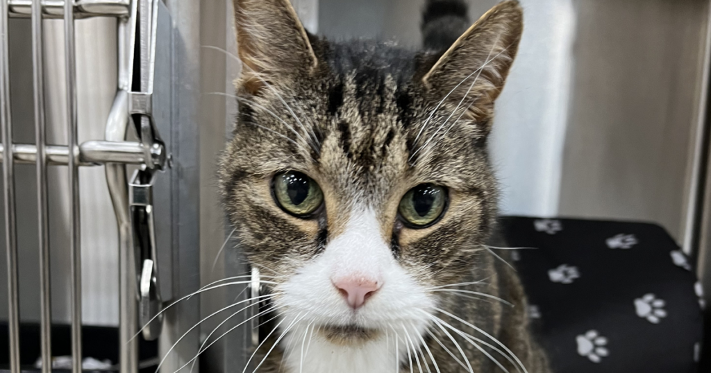 Adopt A Cat