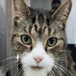 FAQs for Adopting a Cat