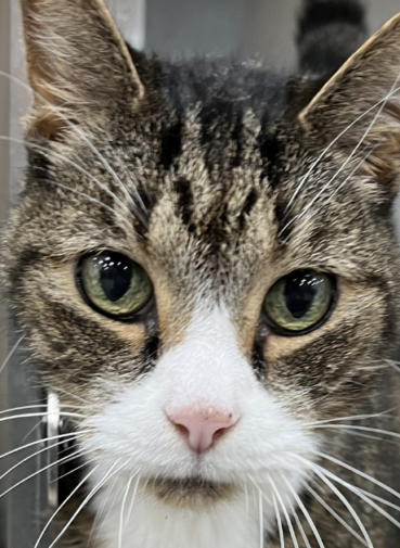 Adopt A Cat